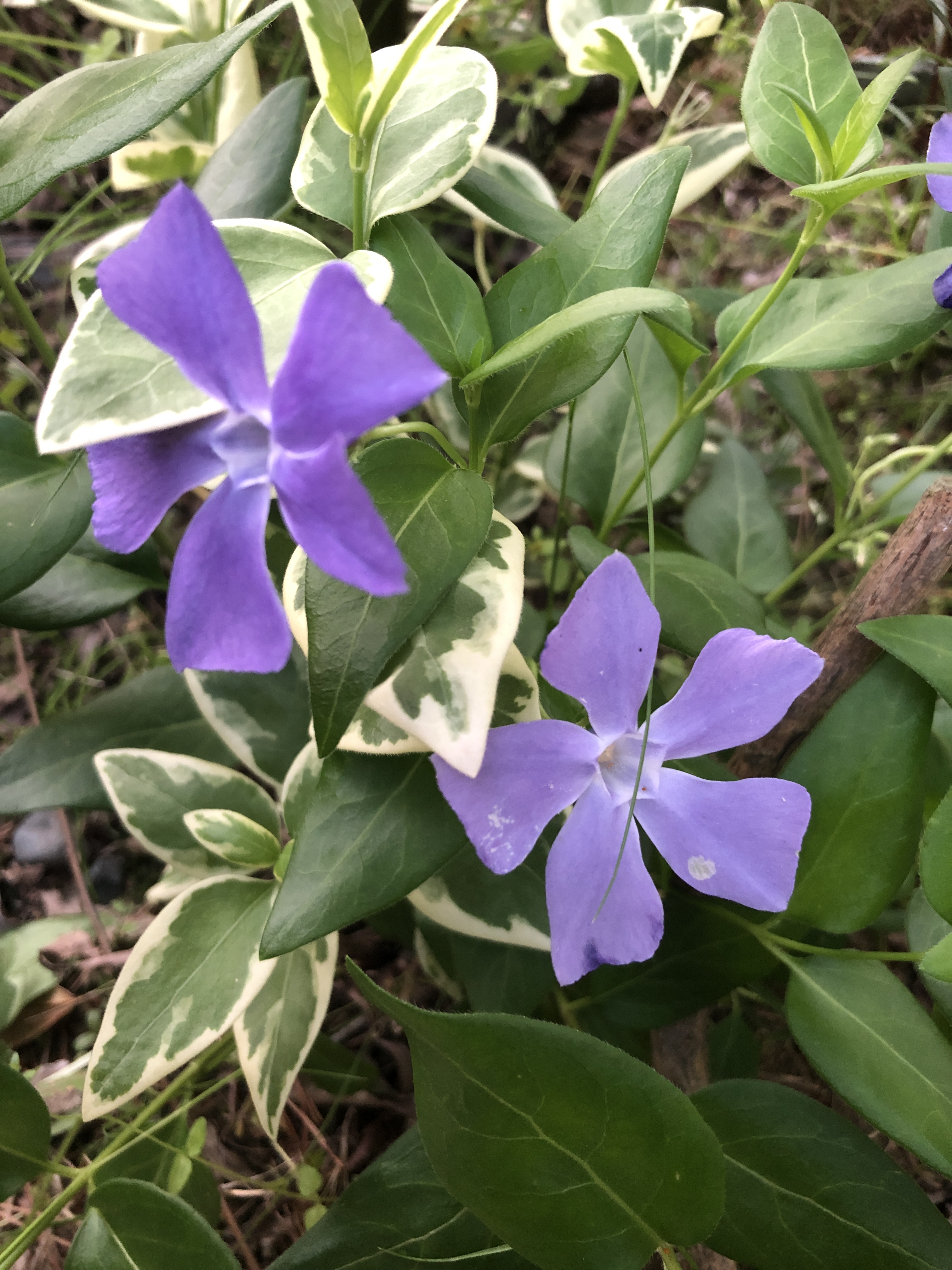 庭のビンカマジョール