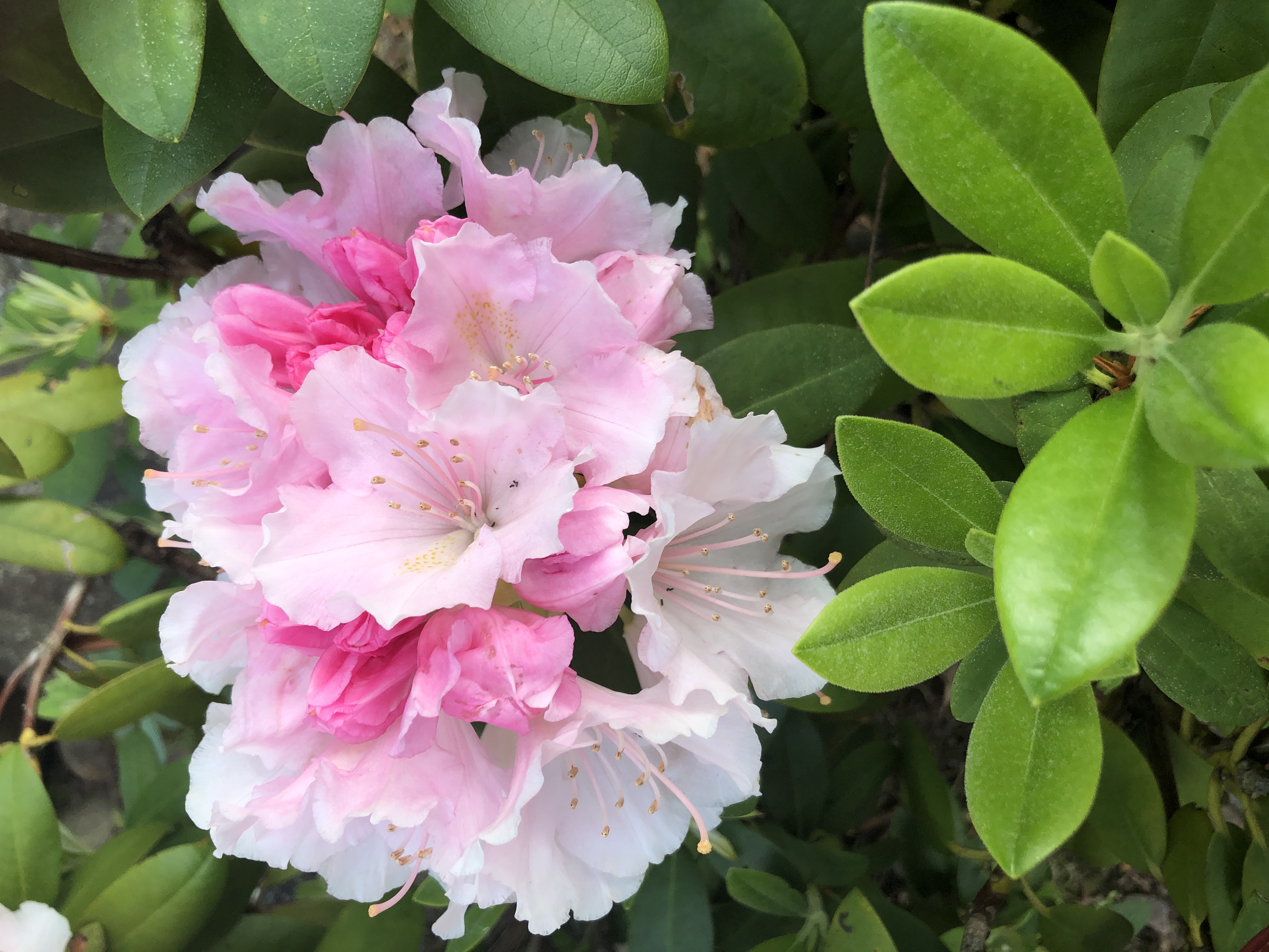 庭のシャクヤクの花