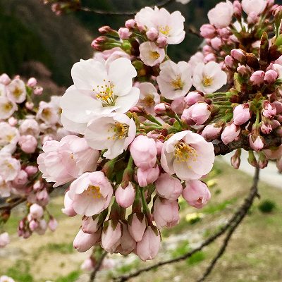 庄川沿いの桜　アップ写真