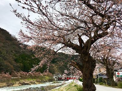 庄川沿いの桜並木の写真